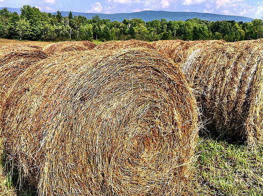 Tree Wall Art featuring the photograph Country Bales by Onedayoneimage Photography