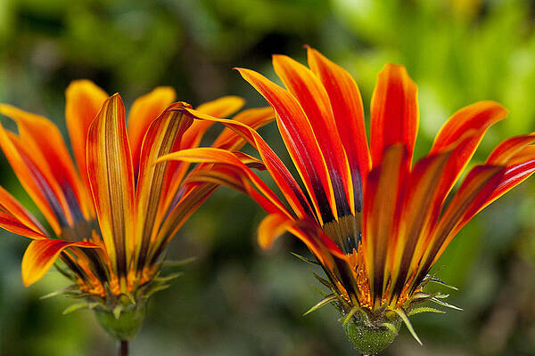 Green Wall Art featuring the photograph Couple Of Beauties by Kelley King