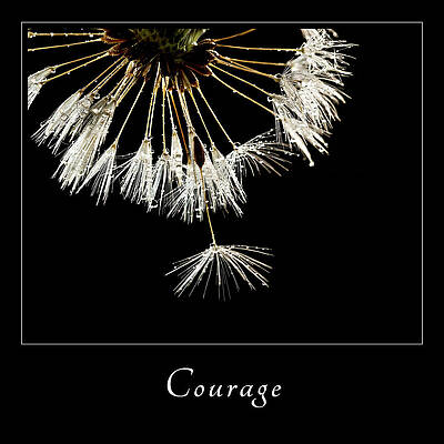 Wall Art featuring the photograph Courage 3 by Mary Jo Allen