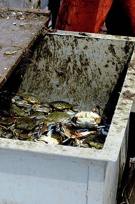 Boat Photograph - Crab Collection by La Dolce Vita