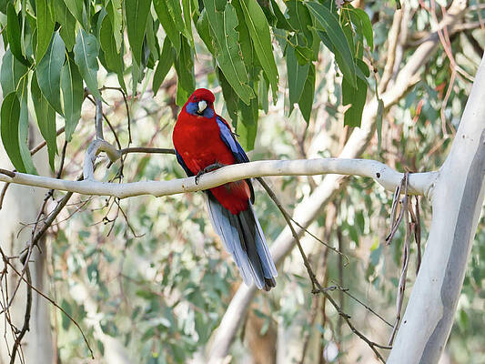 Wildlife Photograph - Crimson Rosella 4 - Canberra - Australia by Steven Ralser