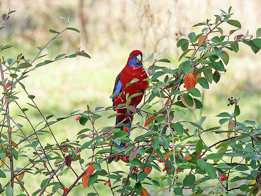 Wildlife Photograph - Crimson Rosella 3 - Canberra - Australia by Steven Ralser