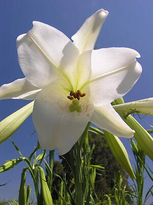 Garden Wall Art featuring the photograph Crisp White Lily by C Thomas Cooney