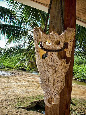 Wall Art featuring the photograph Crocodile Skull Belize by Waterdancer