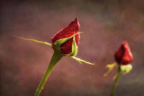 Petal Wall Art featuring the photograph Cross My Heart by Mary Jo Allen