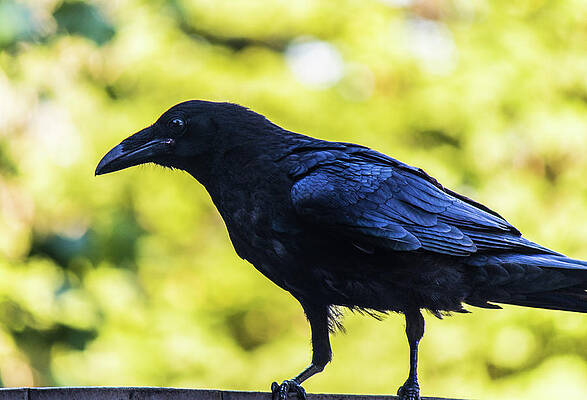 Wildlife Wall Art featuring the photograph Crow Perched by Jonny D