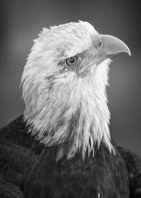Black And White Wall Art featuring the photograph Curious Eagle by Bill and Linda Tiepelman