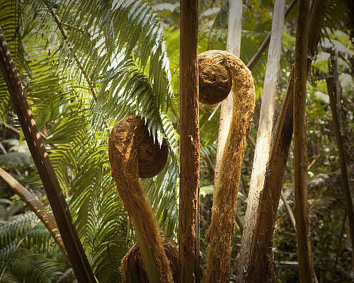 Nature Wall Art featuring the photograph Curled And Delicate by Kelley King