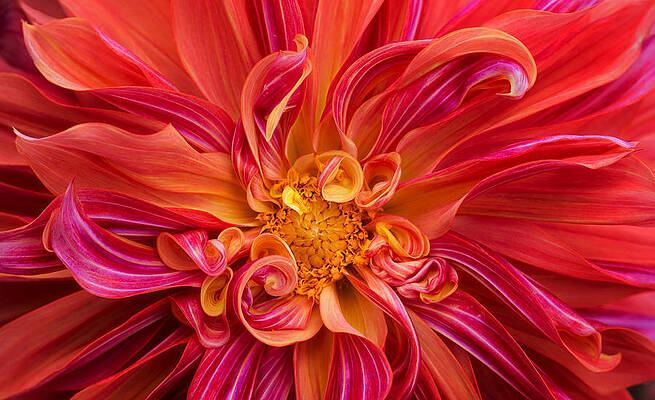 Flower Photograph - Curls And Curves by Mary Jo Allen