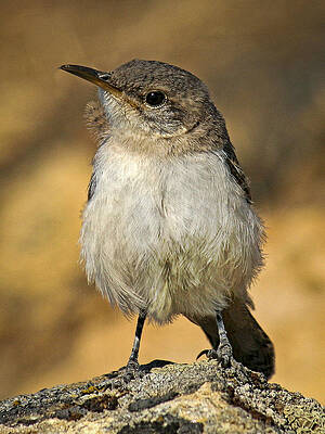 Bird Wall Art featuring the photograph Cute Baby Bird By Jean Noren by Jean Noren