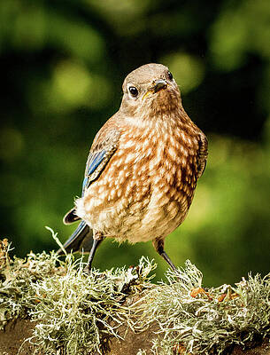 Wall Art featuring the photograph Cute Bluebird Adolescent by Jean Noren