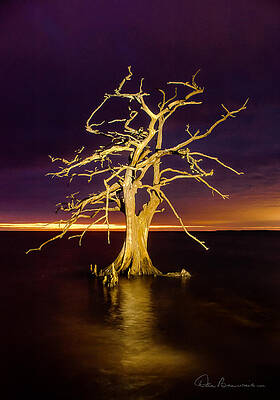 Obx Photograph - Cypress At Sunset 2860 by Dan Beauvais