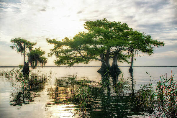 Sunrise Photograph - Cypress Bonsai by Ghostwinds Photography