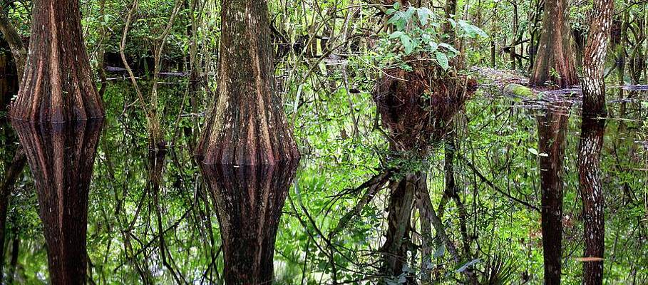 Florida Wall Art featuring the photograph Cypress Reflection by Alberto Audisio