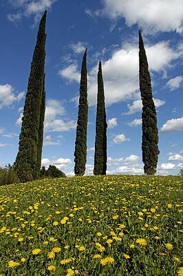 Tree Wall Art featuring the photograph Cypress Trees In A Meadow In Springtime by Sami Sarkis Photography