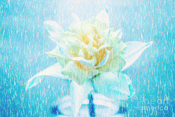 Dreamy White Flower in the Rain Wall Art