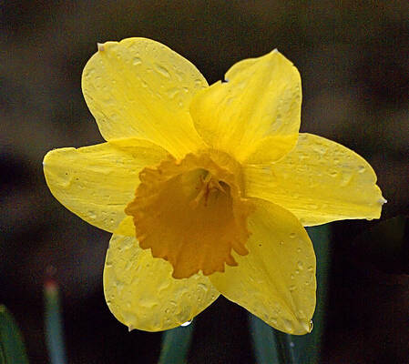 Wall Art featuring the photograph Daffodil I I by Robert Newman