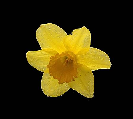 Photograph - Daffodil by Robert Newman