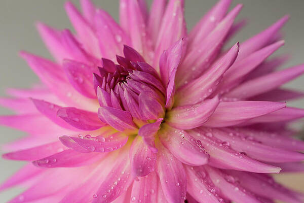 Summer Photograph - Dahlia After The Rain by Mary Jo Allen