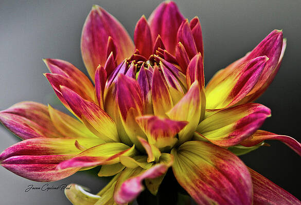 Wall Art featuring the photograph Dahlia Flame by Joann Copeland-Paul