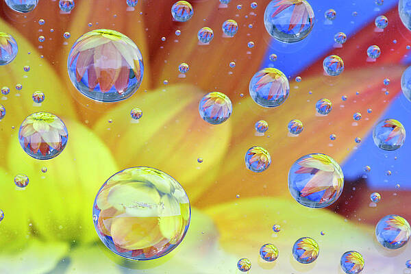 Wall Art featuring the photograph Dahlia Galaxy Two by Marla Craven