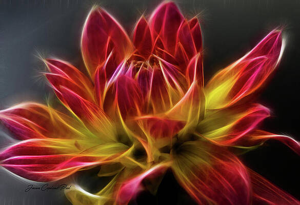 Wall Art featuring the photograph Dahlia by Joann Copeland-Paul