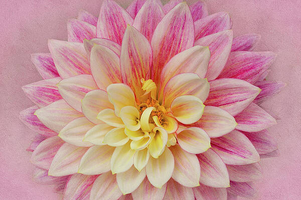 Petal Wall Art featuring the photograph Dahlia With Pink Texture by Mary Jo Allen