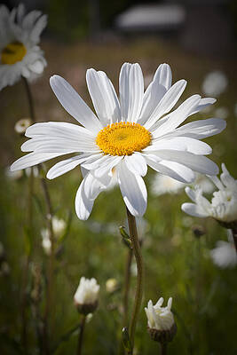 Close-up of a White Daisy Wall Art