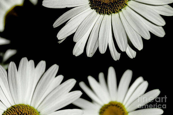 Summer Photograph - Daisy Petals by William Norton