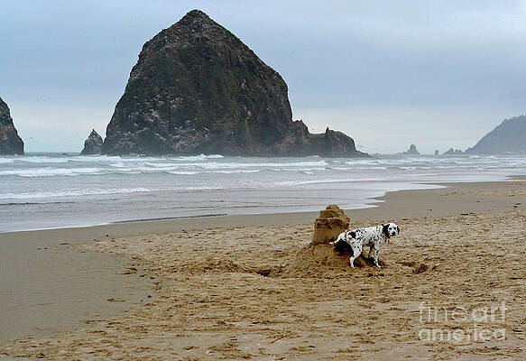 Oregon Photograph - Dalmatian Peeing On Sandcastle by Bruce Block