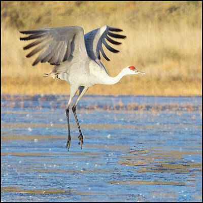 Dancing Crane by Marla Craven