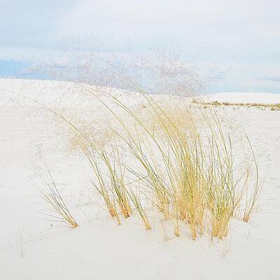 Usa Wall Art featuring the photograph Dancing Grass - White Sands, New Mexico by KJ Swan