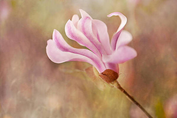 Flower Photograph - Dancing Magnolia by Mary Jo Allen