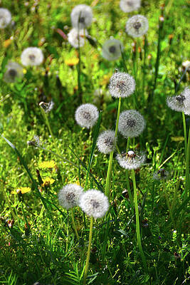 Wall Art featuring the photograph Dandelions On The Maryland Appalachian Trail by Raymond Salani III