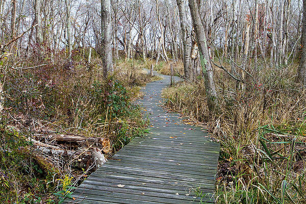 Fall Wall Art featuring the photograph Daniel Webster Autumn III by Steven David Roberts