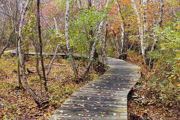 Fall Wall Art featuring the photograph Daniel Webster Autumn VII by Steven David Roberts
