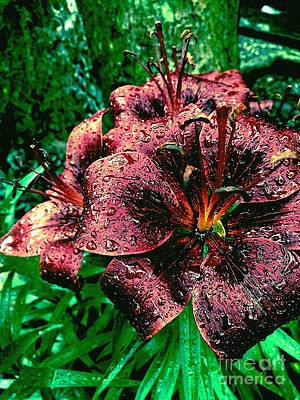 Nature Photograph - Dark Lily by Onedayoneimage Photography