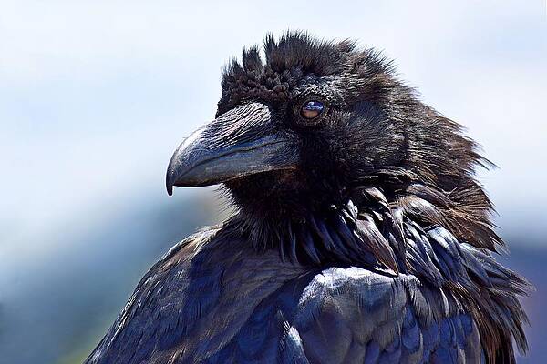 Wildlife Wall Art featuring the photograph Dark Reflections - Raven by KJ Swan