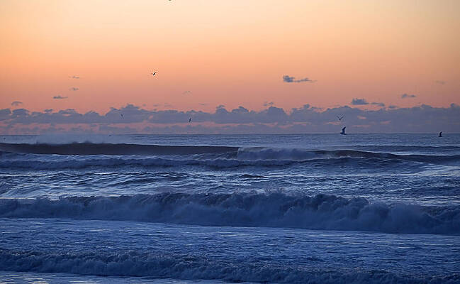 Seagull Photograph - Dawn Surf by Robert Newman