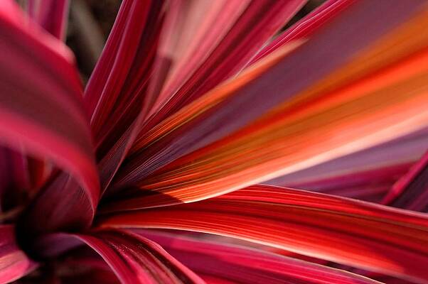 Wall Art featuring the photograph Dazzler by KJ Swan