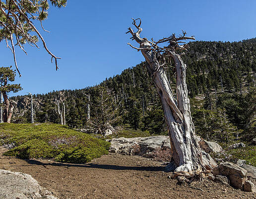 Tree Wall Art featuring the photograph Dead Tree by Ed Clark