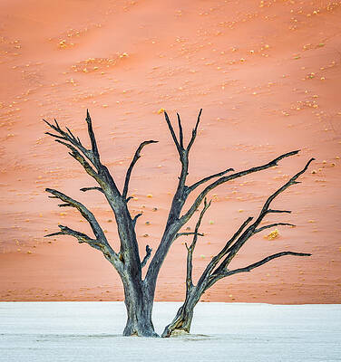 National Wall Art featuring the photograph Dead Vlei Tree - Camel Thorn Tree Photograph by Duane Miller