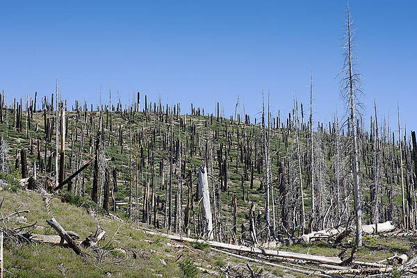 Nature Wall Art featuring the photograph Dead Wood by Kelley King