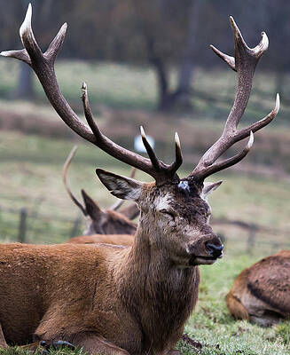 Wild Photograph - Deer Having A Nap by Scott Lyons