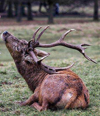 Wild Photograph - Deer Having A Scratch by Scott Lyons