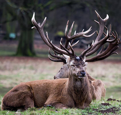 Wild Photograph - Deer Intertwined Antlers by Scott Lyons