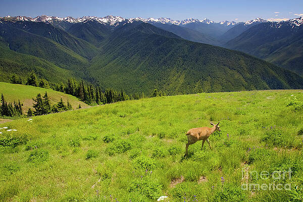 Mountain Photograph - Deer Near Hurricane Ridge In Olympic National Park by Bruce Block
