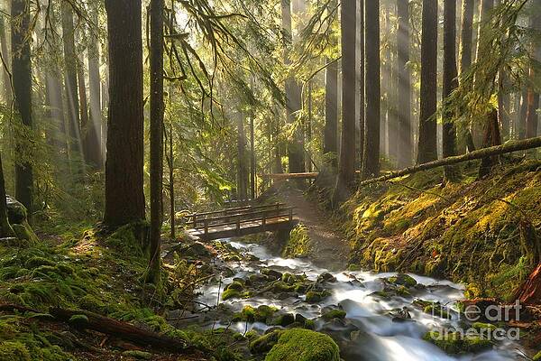 Sunlit Forest Stream with Wooden Bridge Wall Art