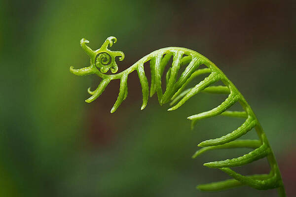Intricate Plant Tendril Wall Art