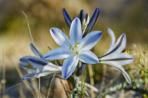 Nature Wall Art featuring the photograph Desert Lily by Kelley King